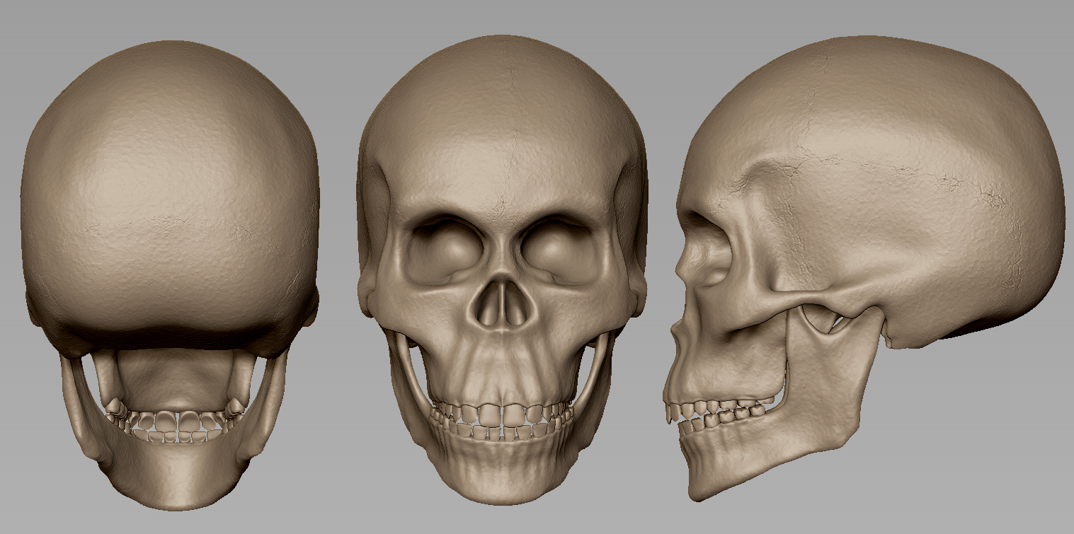 Anatomic study-Teschio