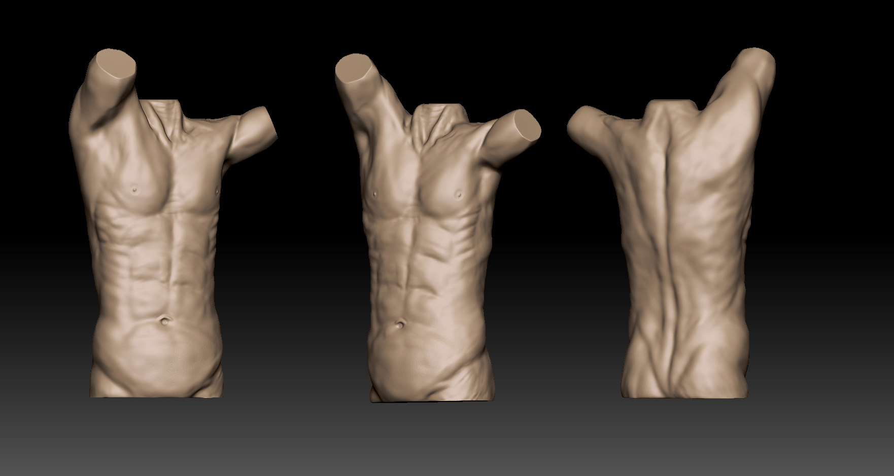 Anatomic study-Torso